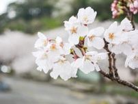 金田 ソメイヨシノ 潮風に揺れる桃色の花びら〈三浦市〉