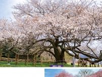 「湖畔の一本桜」満開に ４月下旬まで見頃〈小田原市・箱根町・湯河原町・真鶴町〉