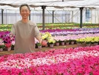 吉川農園 春の花「ペチュニア」最盛 例年通りの出来栄え〈平塚市〉