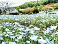 青い花原見ごろに 荻野運動公園〈厚木市・愛川町・清川村〉