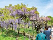 春風にそよぐ青紫の花 しょうぶ園で藤が見頃〈横須賀市〉