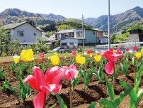 玉川地区 ハイカーを花畑で迎える 次の見ごろは７月の予定〈厚木市・愛川町・清川村〉