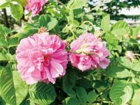 ｢友好のバラ｣高貴な香り放つ 星川中央公園 ダマスクローズ〈横浜市保土ケ谷区〉
