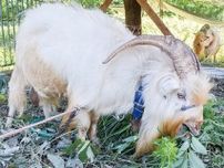 ヤギが「草刈り」に再挑戦 森の台の雨水調整池で〈横浜市緑区〉