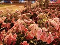 ヴェルニー公園 乙な〝夜バラ〟観賞〈横須賀市〉