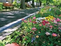 今井上町緑道　再整備、9花壇が誕生　地元団体、園児らで管理〈川崎市中原区〉