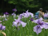 紫の花、雨にも負けず 神奈川県立四季の森公園でハナショウブ開花〈横浜市緑区〉