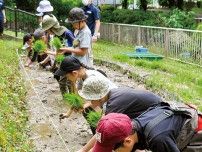 小学生が田植え体験 相模川ふれあい科学館で〈相模原市中央区〉