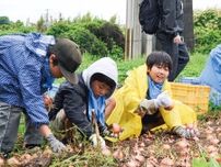愛宕小 小田原でタマネギ収穫体験 ５年生が姉妹都市交流〈八王子市〉