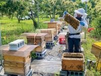石川町養蜂家、採蜜最盛期迎える   　若手が奮闘 地産地消目指し〈八王子市〉