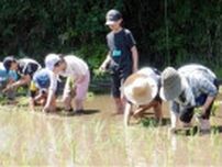 保土ケ谷区内唯一の水田で児童40人が田植え体験〈横浜市保土ケ谷区〉