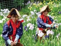二宮町 学生が花がら摘み せせらぎ公園のハナショウブ〈大磯町・二宮町・中井町〉