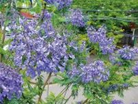 上宮田在住松本さん ｢やっと咲いた｣青紫の花 植樹25年でジャカランダ満開〈三浦市〉
