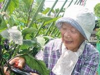農を学ぶ喜びと共に 山下農園で夏野菜収穫〈横浜市緑区〉