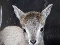 ヤギの仲間、スーチョワンバーラルの赤ちゃんが誕生 金沢動物園で一般公開がスタート〈横浜市青葉区〉