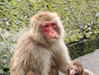 逗子市の披露山公園で５月に生まれたメスのサルの赤ちゃん、スクスク成長中〈逗子市・葉山町〉