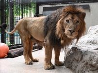 野毛山動物園 インドライオンの｢ラージャー｣が天国へ 国内飼育はズーラシアのみに〈横浜市青葉区〉