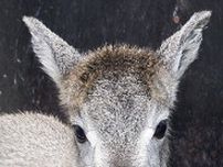 ヤギの仲間、スーチョワンバーラルの赤ちゃんが誕生 金沢動物園で一般公開がスタート〈横浜市神奈川区〉