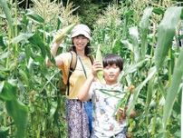 とんもり谷戸　 トウモロコシ畑を迷路に 農家若手が収穫イベント〈川崎市宮前区〉
