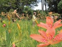 ヒオウギの花が厚木市上荻野で満開 28日まで花見会を開催〈厚木市・愛川町・清川村〉