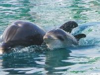バンドウイルカの赤ちゃんが7月21日、八景島シーパラダイスで誕生 元気に母子で泳ぐ姿が人気〈横浜市青葉区〉