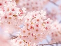 桜の開花｢今年は遅かった｣思う人に教えたい真実 地球温暖化が与える思わぬ影響を｢数学｣で解析