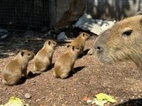 伊豆シャボテン動物公園　動物の赤ちゃんが続々と誕生！　春の訪れと共に…