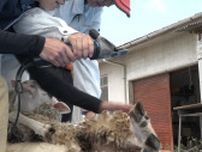 興陽高生徒が羊の毛刈りを体験【岡山市】