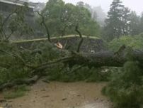強風と雨の影響か松江城山公園の松の大木が倒れる 島根県では23日夜にかけ大雨に警戒