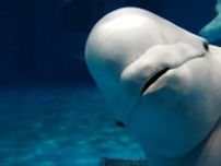 シロイルカが出産ラッシュ しまね海洋館アクアスで２週連続の朗報 「アーリャ」から10年ぶり誕生