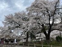 湯野上温泉駅のサクラ満開　珍しいかやぶき屋根の駅舎と桜の共演　福島・下郷町