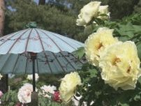 「ボタンの花」と「和傘」のコラボ　290種類7000株が見頃　福島・須賀川牡丹園