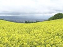 一面黄色のじゅうたんに…三ノ倉高原の「菜の花畑」満開　350万本咲き誇る　福島・喜多方市