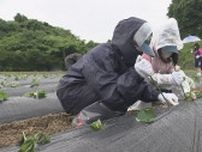 「サツマイモいっぱいのカレーを…」調理師免許の取得など目指す高校生、苗植え体験　福島