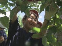 「元気なリンゴを残すため…」小学生が摘果作業を体験　農業学ぶ高校生が指導　福島