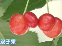 まるで「赤べこ風」も…サクランボの『双子果』増加　去年の猛暑影響　福島