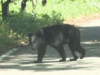 【クマ出没情報】昭和の森森林公園にクマ１頭　猪苗代町字天鏡台　15日午前9時過ぎ