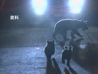 体長約1,5メートルのクマが車と衝突　けがなし　福島　