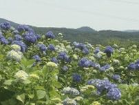 825種類約2万8000株のアジサイ多彩に「世界のあじさい ゆりまつり」開幕　福島県平田村にある花の名所