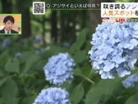 「一面の青の花畑」40種類5000株のアジサイ見頃　福島市松川町の土合舘公園、青いアジサイ多い理由は…