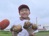 「ポテトサラダにして食べたい」大きいおいもがゴロゴロと…小学生がジャガイモ収穫体験　福島・会津若松市