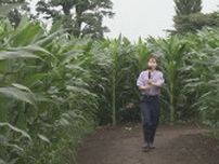 「トウモロコシから出られない…」全長2キロ、東北最大級のトウモロコシ迷路に挑戦　福島・鏡石町