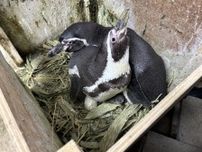 地震で避難中のペンギンに赤ちゃん！ファミリーパークのペンギン合わせて4羽に　富山