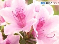 青空のもとツツジ色鮮やかに　３月の低温で開花遅れ来週末見ごろ　富山市では１２日ぶりに１０℃下回る