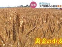 大門素麺ことしは “上出来” …小麦収穫　天候に恵まれ畑の条件整う　富山・砺波市