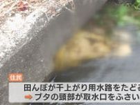 用水路に切断されたブタの頭部が２つ…取水口を塞ぎ田んぼ干上がる　1か月ほど前にもブタ頭部見つかる「誰が何のために…」富山県立山町