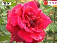 「いいにお〜い！」雨にも負けず色鮮やかに咲き誇るバラ　植えられているのはおよそ2万株！　東沢バラ公園で花の見ごろ（山形・村山市）