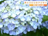 酒田市でアジサイが見頃！ 飯森山公園には135品種およそ1万株が！ 花の色ごとに花言葉が違う　アジサイの色は土の〇〇で変化 （山形）