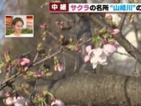 桜の開花遅れる　「日本さくら名所100選」の名古屋・山崎川はほとんどがつぼみの状態