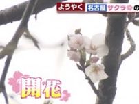 名古屋で桜がようやく開花 　平年より4日遅く2023年より11日遅い開花
